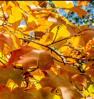 Kalendarz ogrodnika - Październik