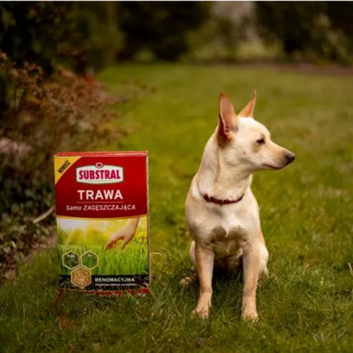 Substral SAMO Zagęszczająca Trawa Renowacyjna 1 kg