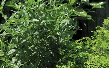 Gardena Obrzeże Do Trawnika 20cm 0540-20