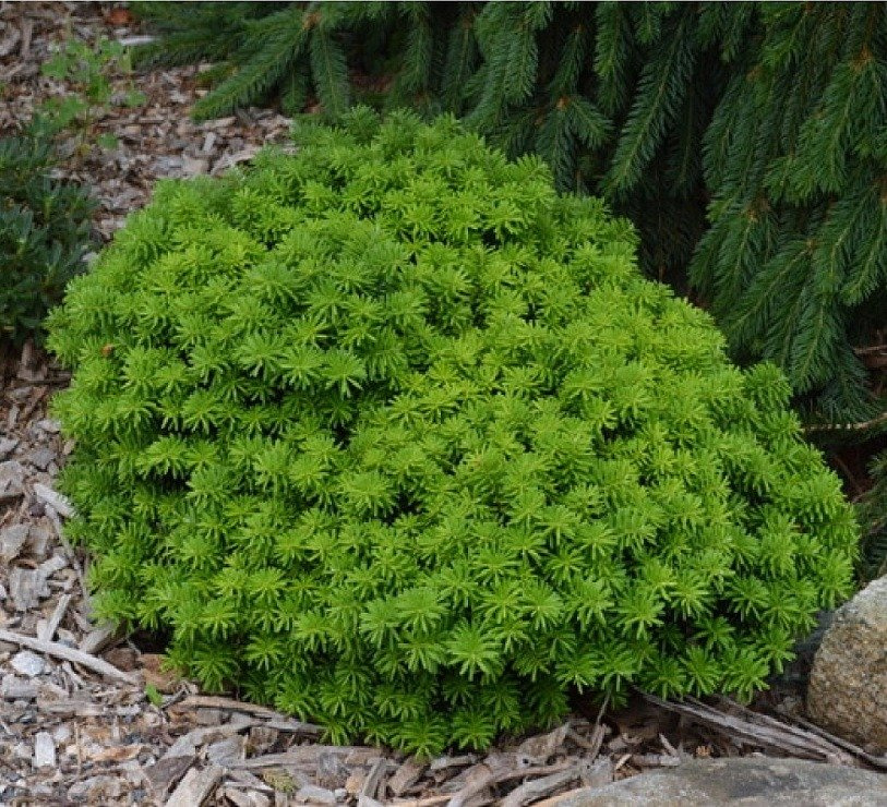 Jodła koreańska 'Cis' (Abies koreana 'Cis') sklep Euro Ogród