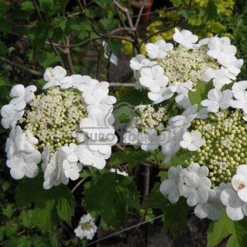 Kalina koralowa ( Viburnum opulus ) sklep