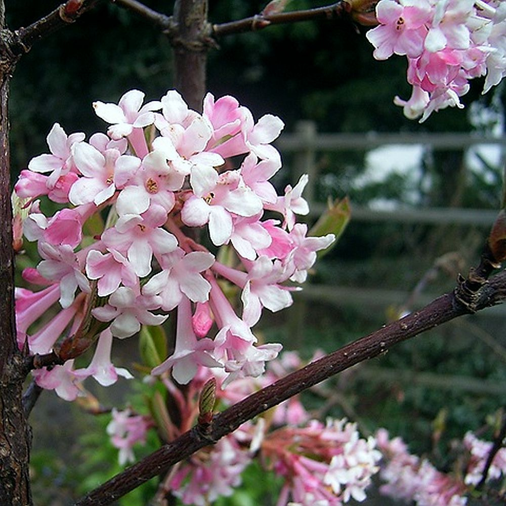 Kalina wonna (Viburnum farreri) sklep Euro Ogród