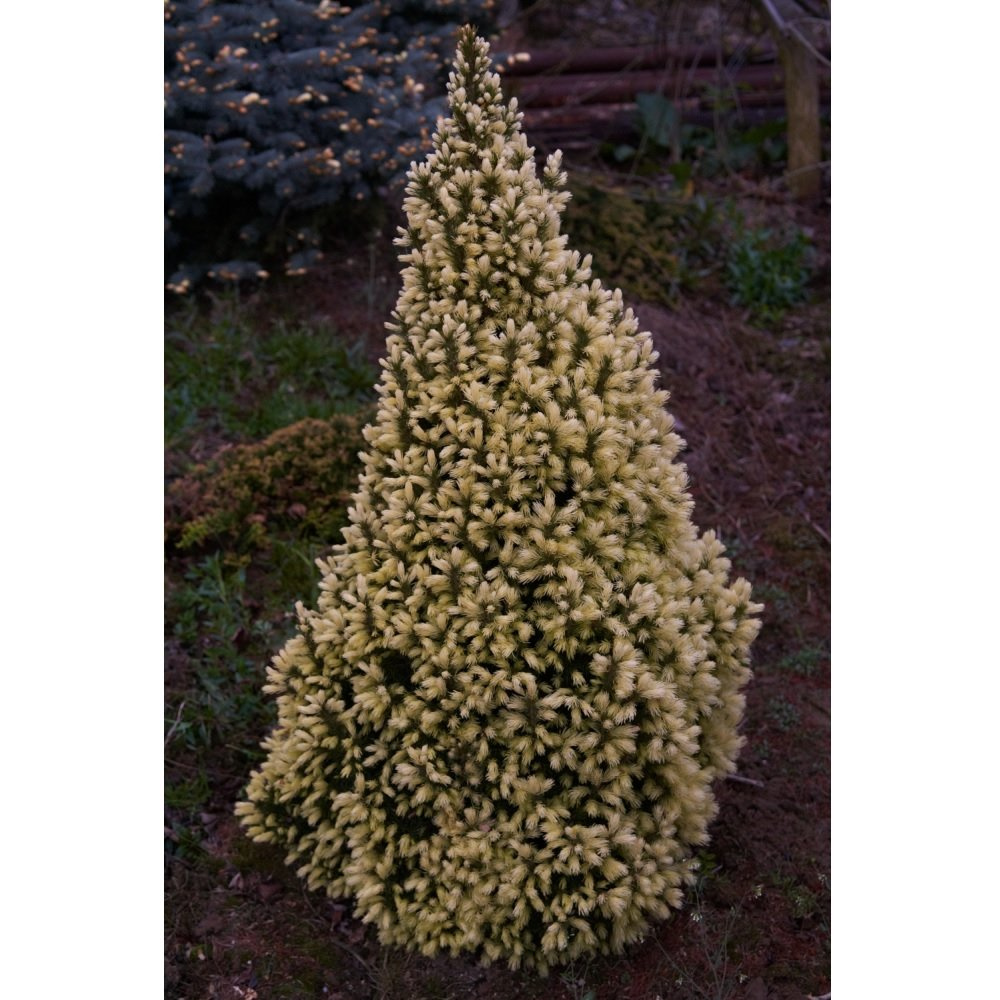 Świerk biały 'Daisy's White' (Picea glauca 'Daisy's White') sklep Euro Ogród