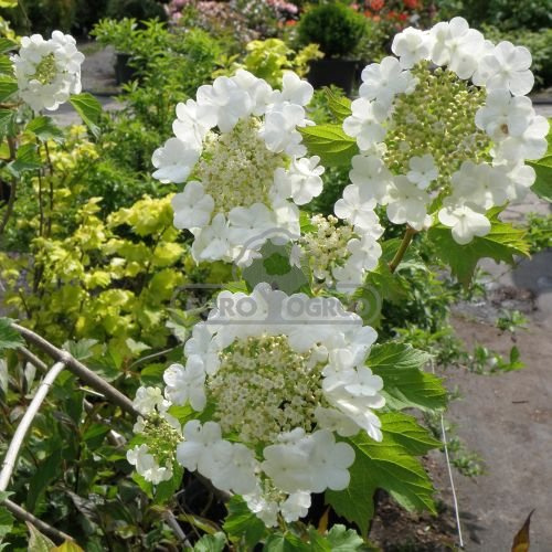 Kalina koralowa ( Viburnum opulus ) sklep